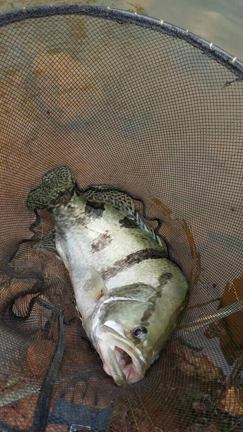 桂花魚圖片高清大圖 桂花魚圖片高清大圖 龍魚論壇 第10張