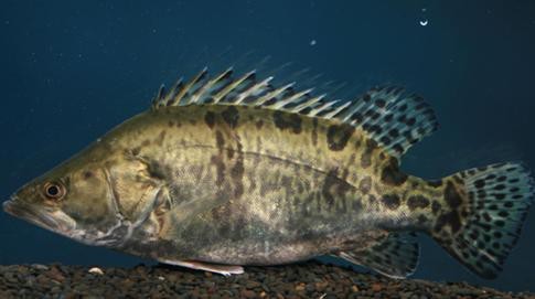 桂花魚圖片高清大圖 桂花魚圖片高清大圖 龍魚論壇 第8張