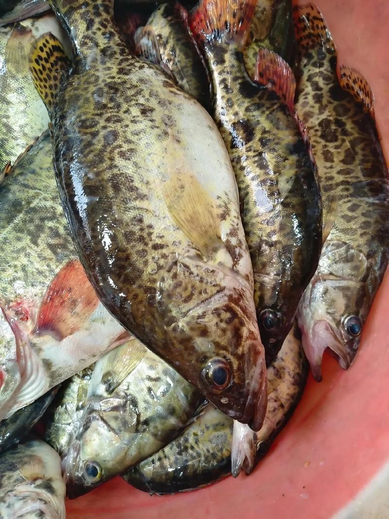 桂花魚圖片高清大圖 桂花魚圖片高清大圖 龍魚論壇 第9張