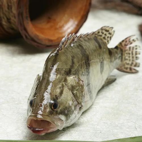 桂花魚圖片高清大圖 桂花魚圖片高清大圖 龍魚論壇 第11張