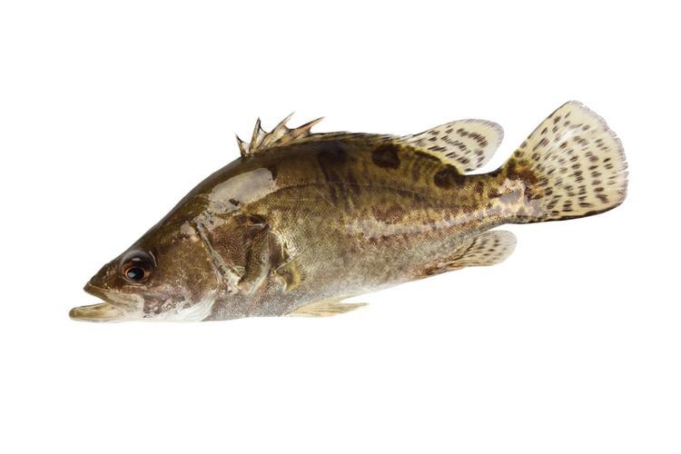 桂花魚圖片高清大圖 桂花魚圖片高清大圖 龍魚論壇 第14張