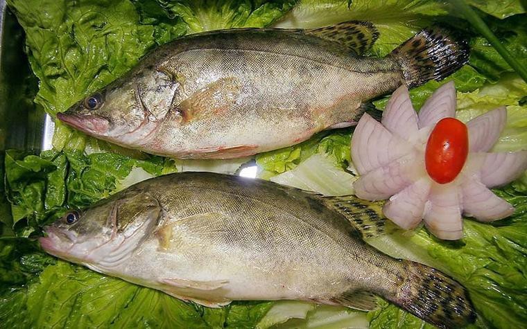 桂花魚圖片高清大圖 桂花魚圖片高清大圖 龍魚論壇 第17張