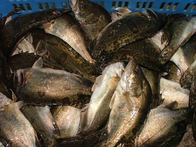 桂花魚圖片高清大圖 桂花魚圖片高清大圖 龍魚論壇 第18張
