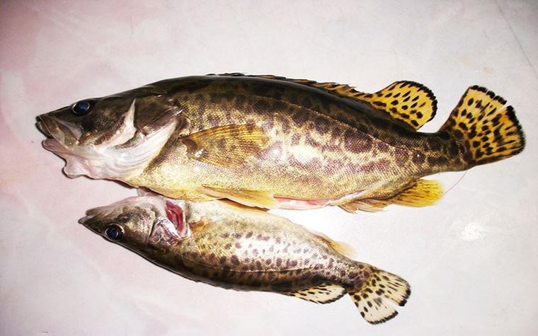 桂花魚圖片高清大圖 桂花魚圖片高清大圖 龍魚論壇 第21張