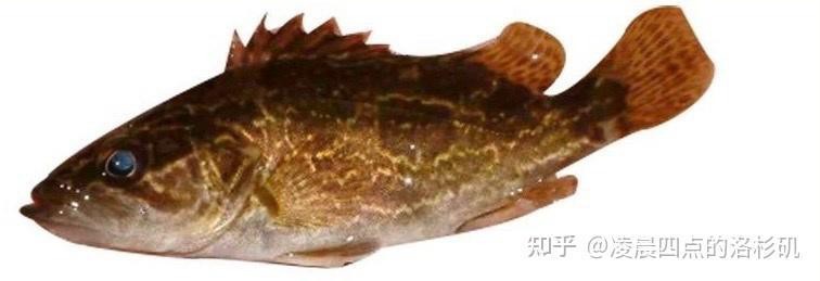 桂花魚圖片高清大圖 桂花魚圖片高清大圖 龍魚論壇 第25張