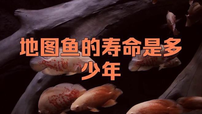 地圖魚一般能活幾年