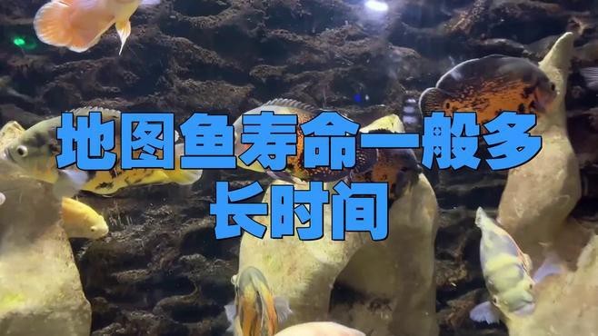 地圖魚一般能活幾年