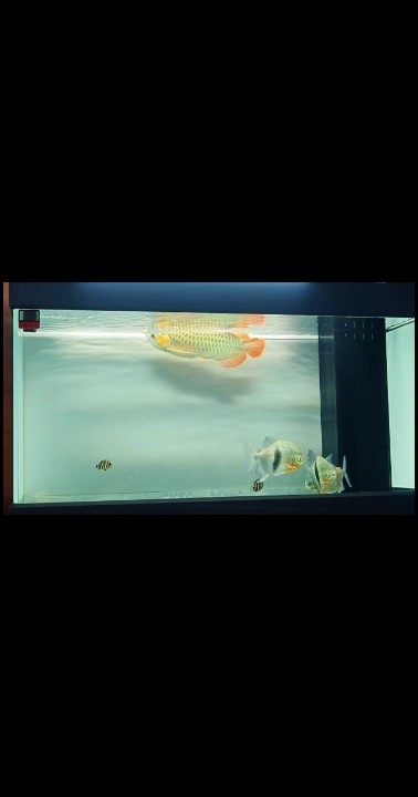 日常換水打卡