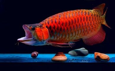 紅龍魚疾病治療（紅龍魚在飼養過程中可能會患上多種疾病的治療方法）