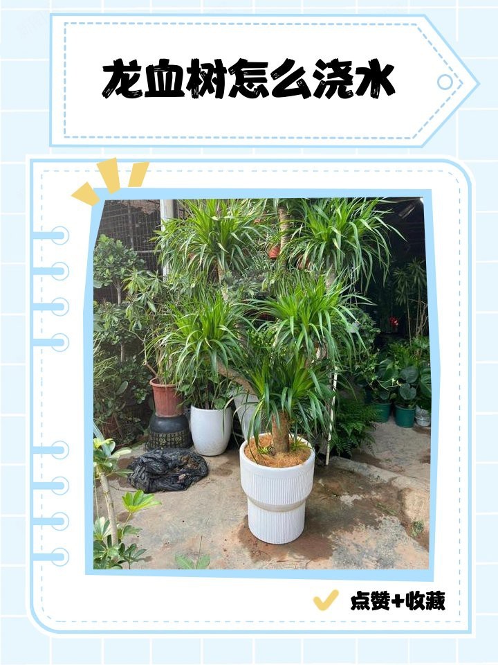 龍血樹多久澆一次水