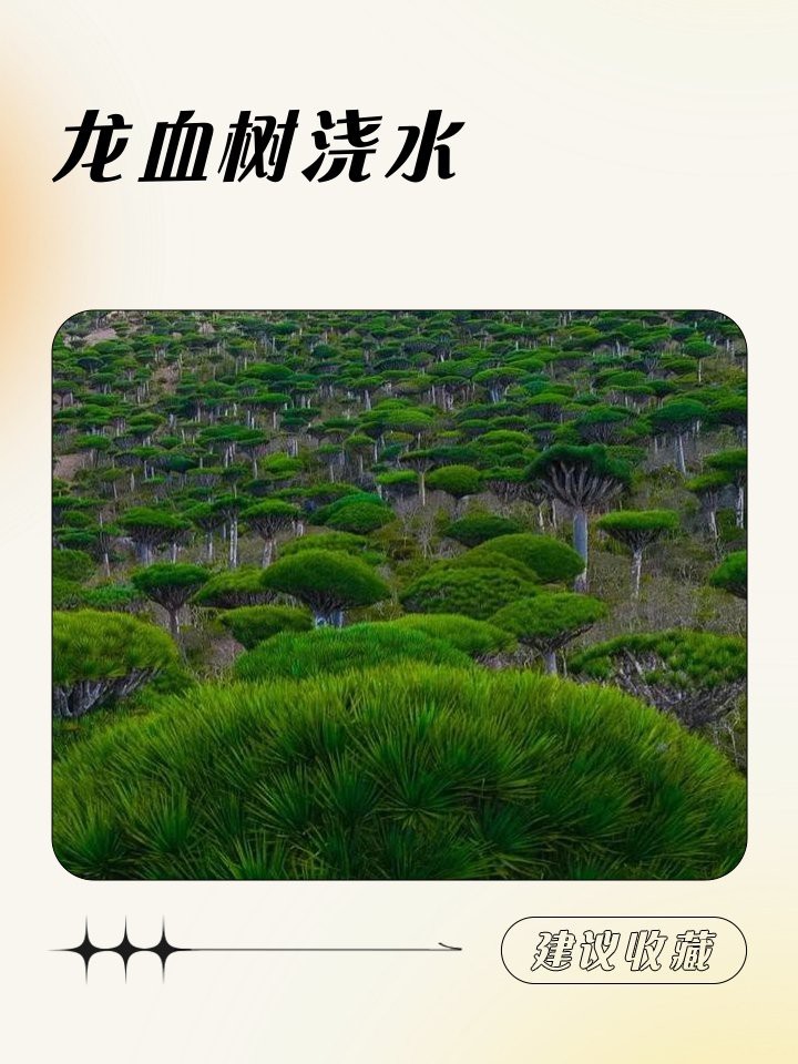 龍血樹多久澆一次水