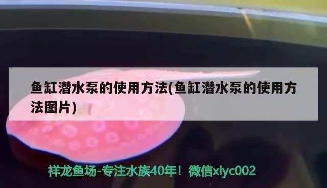亳州市金朋水族實體店