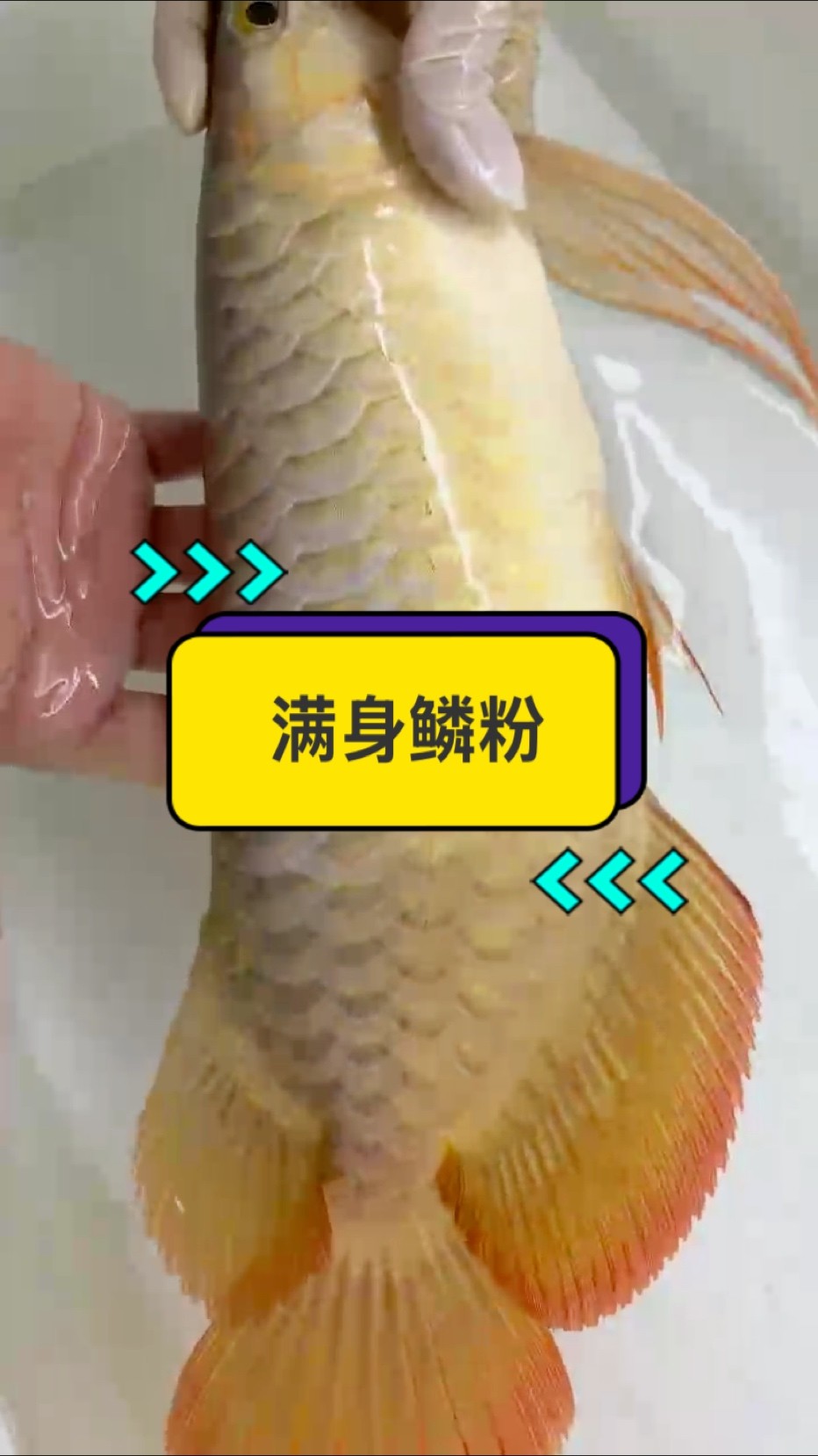滿身鱗粉?? #紅龍 #觀賞魚 #萬隆天王紅龍 #龍魚
