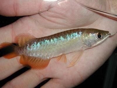 龍魚苗哪里有賣呀多少錢一條：龍魚苗價格受多種因素影響，龍魚苗哪里有賣呀多少錢一條