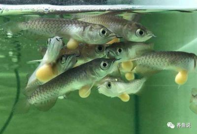 龍魚苗哪里有賣呀多少錢一條：龍魚苗價格受多種因素影響，龍魚苗哪里有賣呀多少錢一條