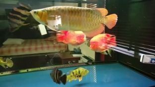 金龍魚 魚缸 黑色 霉點是什么原因,金龍魚魚缸中出現黑色霉點可能由多種因素引起 魚缸百科 第2張 金龍魚 魚缸 黑色 霉點是什么原因,金龍魚魚缸中出現黑色霉點可能由多種因素引起 金龍魚 魚缸 黑色 霉點是什么原因,金龍魚魚缸中出現黑色霉點可能由多種因素引起 魚缸百科 第2張