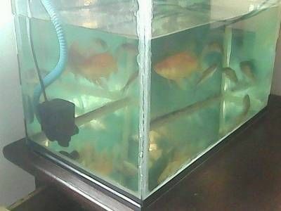 魚炸鱗后多久會恢復，魚炸鱗后需要隔離嗎？，魚炸鱗后多久會復發，魚炸鱗后多久會恢復，需要隔離嗎