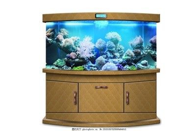 弧形魚缸和方形魚缸的區別：圓形魚缸對魚的影響