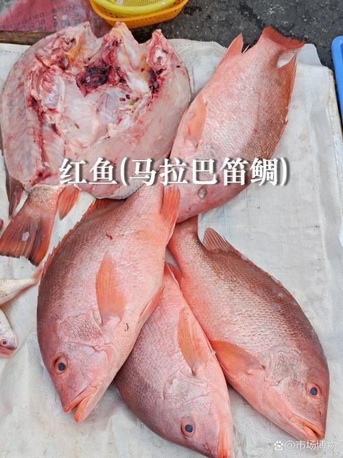 紅勾銀版魚最忌三種水果圖片