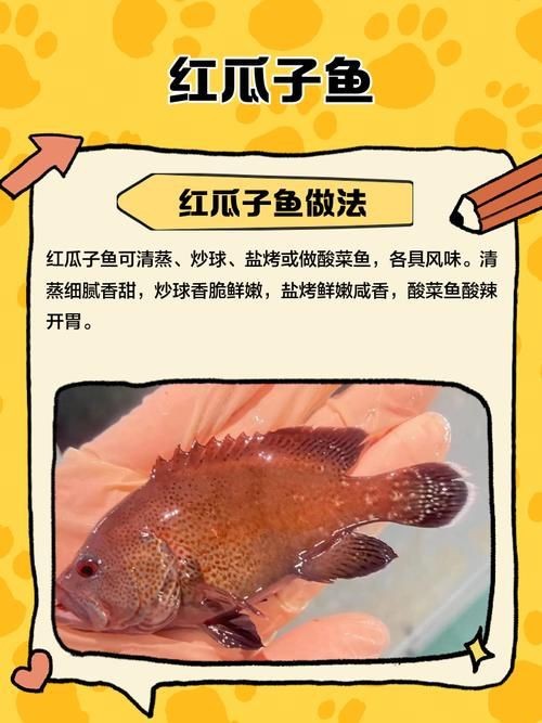 紅勾銀版魚最忌三種水果圖片