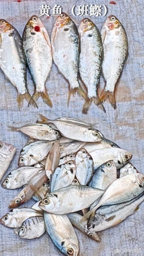 紅勾銀版魚最忌三種水果圖片
