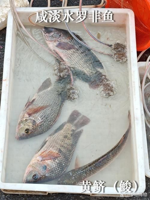 紅勾銀版魚最忌三種水果圖片