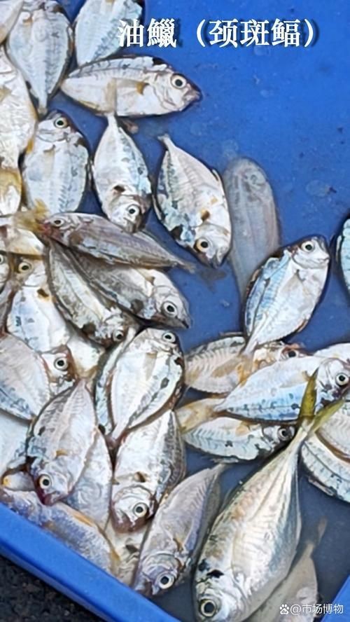 紅勾銀版魚最忌三種水果圖片
