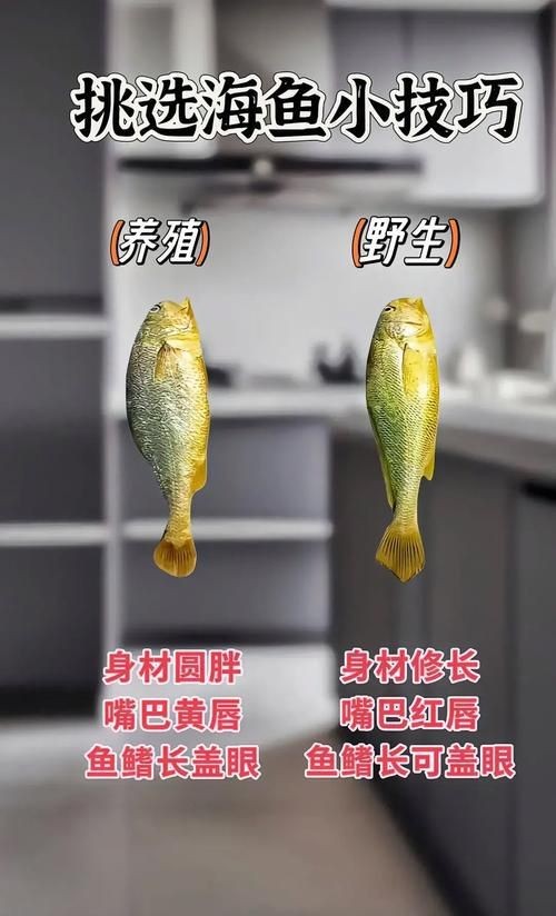 紅勾銀版魚最忌三種水果圖片