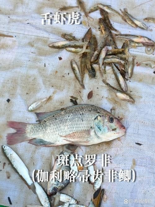 紅勾銀版魚最忌三種水果圖片