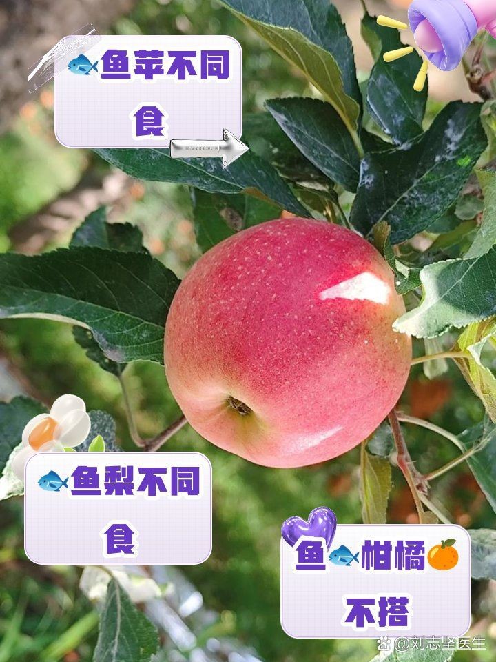 紅勾銀版魚最忌三種水果圖片