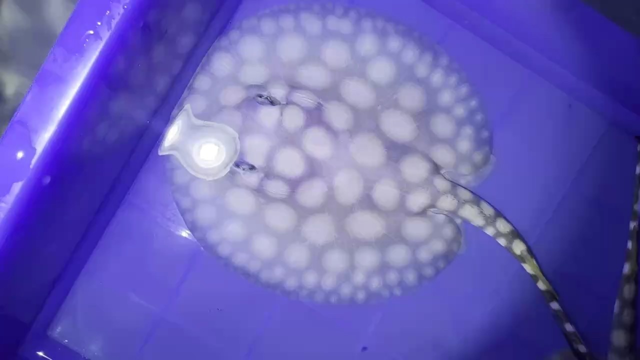 這小魚越來越俊