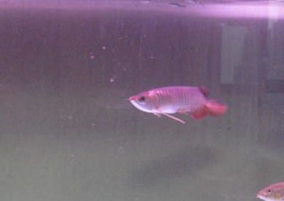 龍魚輕微沉頭游動正常：如何預防龍魚沉頭