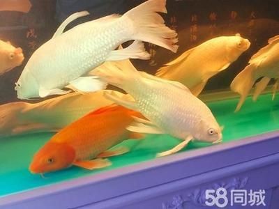威海魚缸維修電話：威海魚缸清洗服務