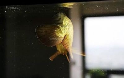 海鹽在魚缸中的使用需要根據具體的魚類和用途來確定合適的加鹽比例和注意事項：關于海鹽在魚缸中使用的詳細信息