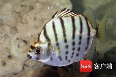銀鼓魚苗孵化期最佳水溫：銀鼓魚苗孵化期最佳水溫具體信息未能直接找到確切的答案