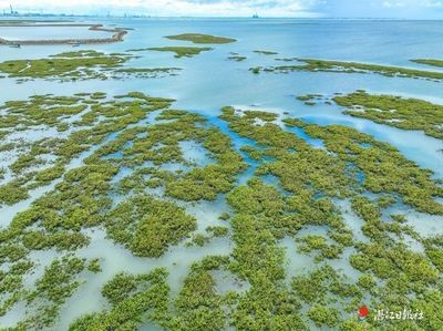 銀鼓魚(yú)苗孵化期最佳水溫：銀鼓魚(yú)苗孵化期最佳水溫具體信息未能直接找到確切的答案