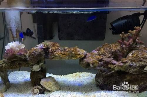 大型魚缸除藻：大型魚缸除藻劑和生物除藻策略，魚缸水質管理防藻技巧