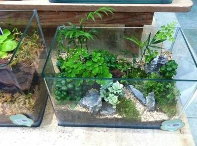 花盆改造成魚缸可行嗎：花盆改裝成魚缸可行嗎？