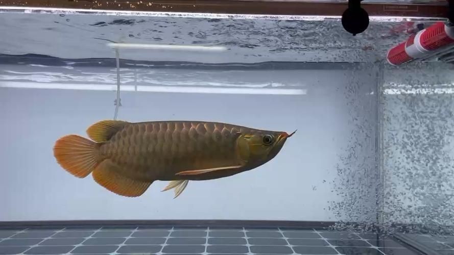 紅龍魚戰車圖片