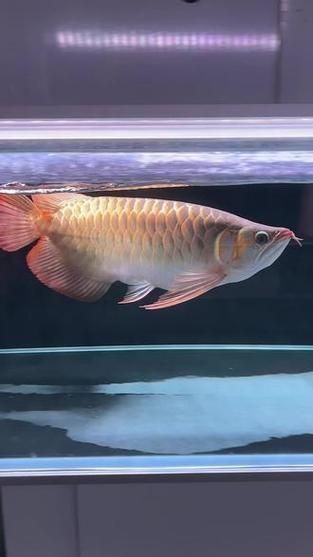 紅龍魚戰車圖片