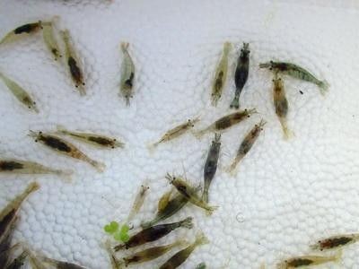 龍魚可以喂什么肉類：龍魚可以喂食嗎， 龍魚可以喂什么肉類：龍魚可以喂食嗎， 龍魚百科