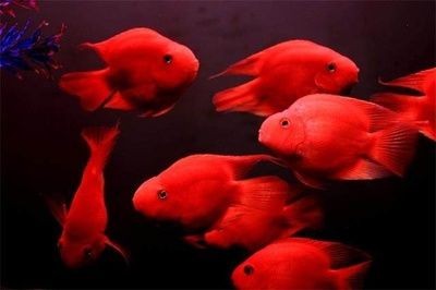 魚缸國外品牌：國外魚缸品牌品牌排名