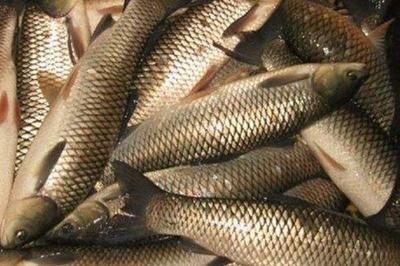 淡水魚缸養(yǎng)殖方法：如何在淡水魚缸中養(yǎng)草魚