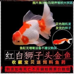 淡水魚缸養(yǎng)殖方法：如何在淡水魚缸中養(yǎng)草魚
