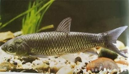 淡水魚缸養(yǎng)殖方法：如何在淡水魚缸中養(yǎng)草魚