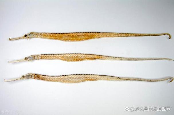 海龍魚圖片分享海龍魚有什么作用