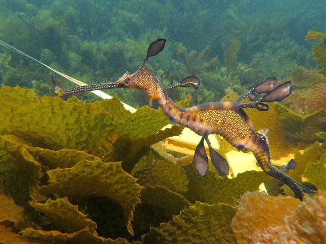 海龍魚圖片分享海龍魚有什么作用