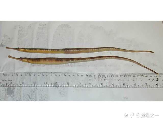 海龍魚圖片分享海龍魚有什么作用