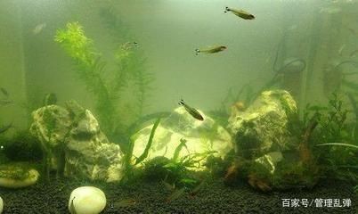 魚(yú)缸水質(zhì)渾濁怎么辦？：魚(yú)缸水渾濁可能由于多種原因引起魚(yú)缸水渾濁的問(wèn)題