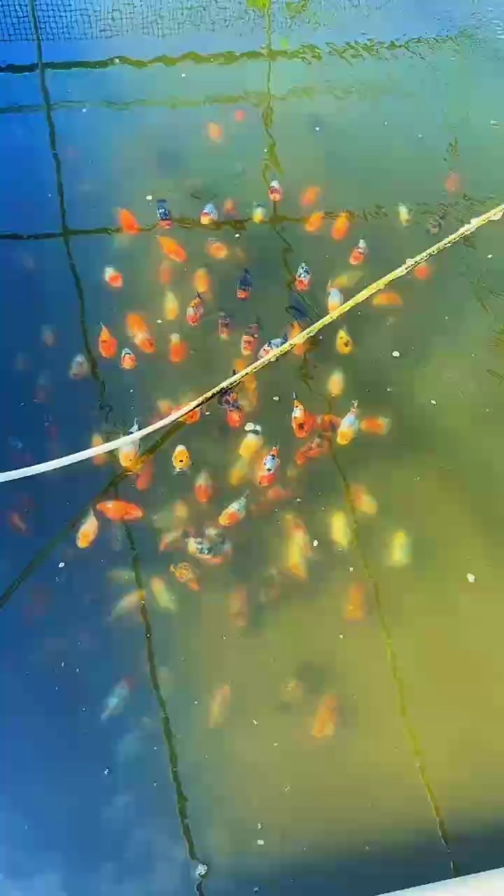 蘭壽批發(fā)